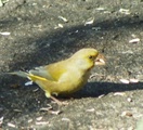 Grønnfink (Carduelis chloris)