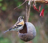 Bjørkefink (Fringilla montifringilla)