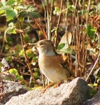 Bjørkefink (Fringilla montifringilla)