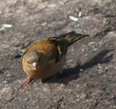 Bokfink (Fringilla coelebs)