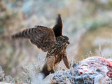 Hønsehauk (Accipiter gentilis)