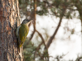 Gråspett (Picus canus)