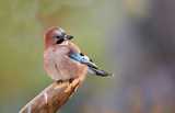 Nøtteskrike (Garrulus glandarius)