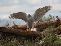 Hønsehauk (Accipiter gentilis)