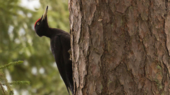Black Woodpecker (Dryocopus martius)