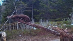 Pine Marten (Martes martes)