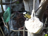 Kjøttmeis (Parus major)