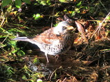 Gråtrost (Turdus pilaris)