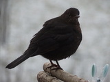 Svarttrost (Turdus merula)