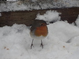 Rødstrupe (Erithacus rubecula)