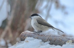 Marsh Tit (Poecile palustris)