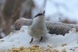 Spettmeis (Sitta europaea)