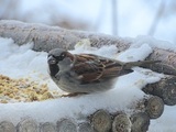 Gråspurv (Passer domesticus)