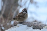 Pilfink (Passer montanus)