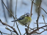 Blåmeis (Cyanistes caeruleus)