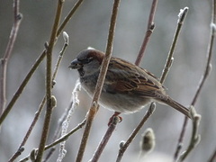 House Sparrow (Passer domesticus)