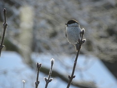 Marsh Tit (Poecile palustris)
