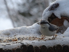 Nuthatch (Sitta europaea)