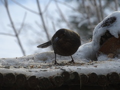 Common Blackbird (Turdus merula)