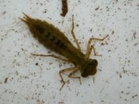 Libeller (Anisoptera)