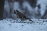 Stillits (Carduelis carduelis)