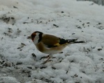 Stillits (Carduelis carduelis)