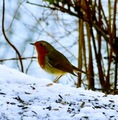 Rødstrupe (Erithacus rubecula)