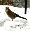 Nøtteskrike (Garrulus glandarius)