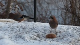 Nøtteskrike (Garrulus glandarius)