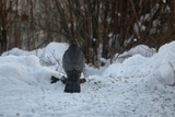 Spurvehauk (Accipiter nisus)