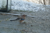 Nøtteskrike (Garrulus glandarius)