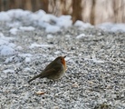 Rødstrupe (Erithacus rubecula)