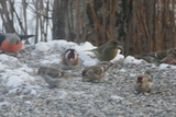 Gråsisik (Carduelis flammea)