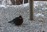 Svarttrost (Turdus merula)