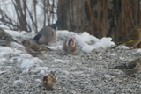 Stillits (Carduelis carduelis)