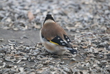 Stillits (Carduelis carduelis)