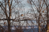 Stillits (Carduelis carduelis)