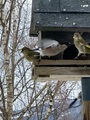 Grønnfink (Carduelis chloris)