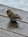 Gråsisik (Carduelis flammea)