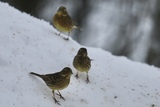 Gulspurv (Emberiza citrinella)