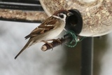 Pilfink (Passer montanus)