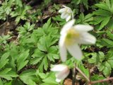 Hvitveis (Anemone nemorosa)