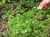 Hvitveis (Anemone nemorosa)