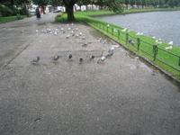 Gråmåke (Larus argentatus)