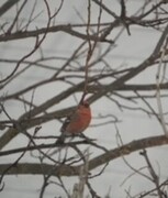 Pine Grosbeak (Pinicola enucleator)