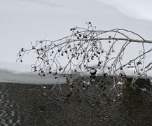 Dipper (Cinclus cinclus)