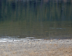 Dipper (Cinclus cinclus)
