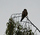 Merlin (Falco columbarius)