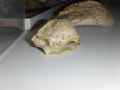 Dypøsters (Crassostrea gigas)
