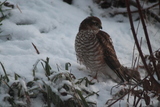 Spurvehauk (Accipiter nisus)